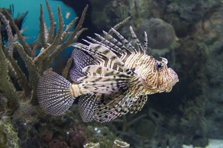 4 façons de cuisiner le poisson lion