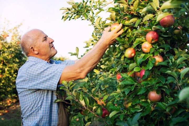 Récolte précoce : les arbres fruitiers à croissance rapide à ajouter dans votre jardin