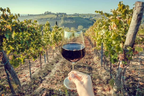 Vins naturels : le guide ultime pour les novices
